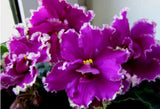 African Violet EK-Malachite Orchid, sprout. Orchids