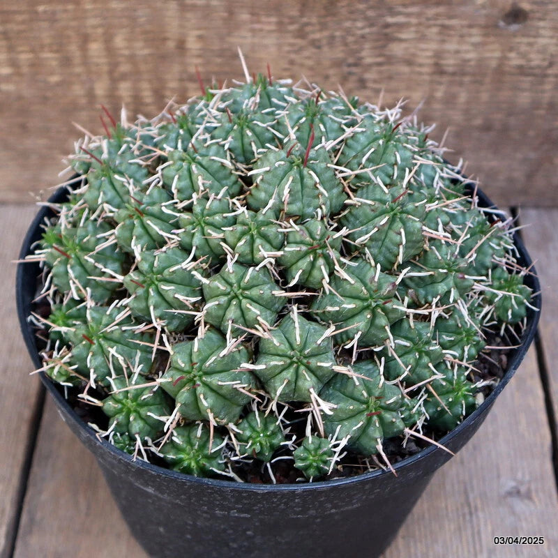 Green cactus Euphorbia cluster in black pot with spines