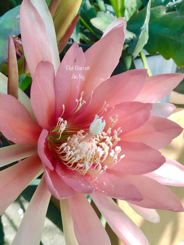 1 epiphyllum cutting PAT BARRET Orchids
