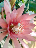 1 epiphyllum cutting PAT BARRET Orchids