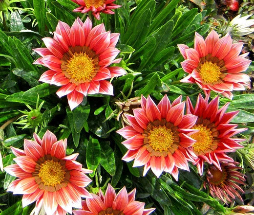 GAZANIA KISS ROSE Gazania Rigens - 200 Bulk Seeds Garden Plants