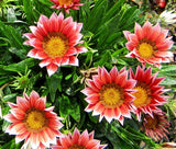 GAZANIA KISS ROSE Gazania Rigens - 200 Bulk Seeds Garden Plants