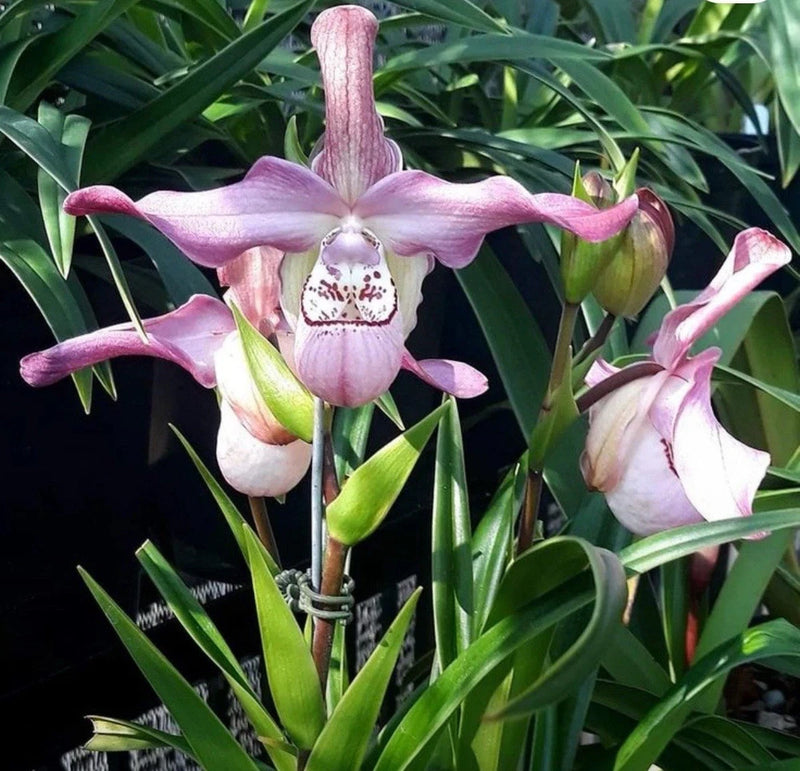 Pink orchid with tall flower spike and speckled white lip, in green leaves