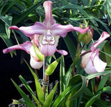 Phragmipedium PerufloraÕs Angel (richteri x kovachii) Dramatic Pink Orchid 4Ó Pt Orchids
