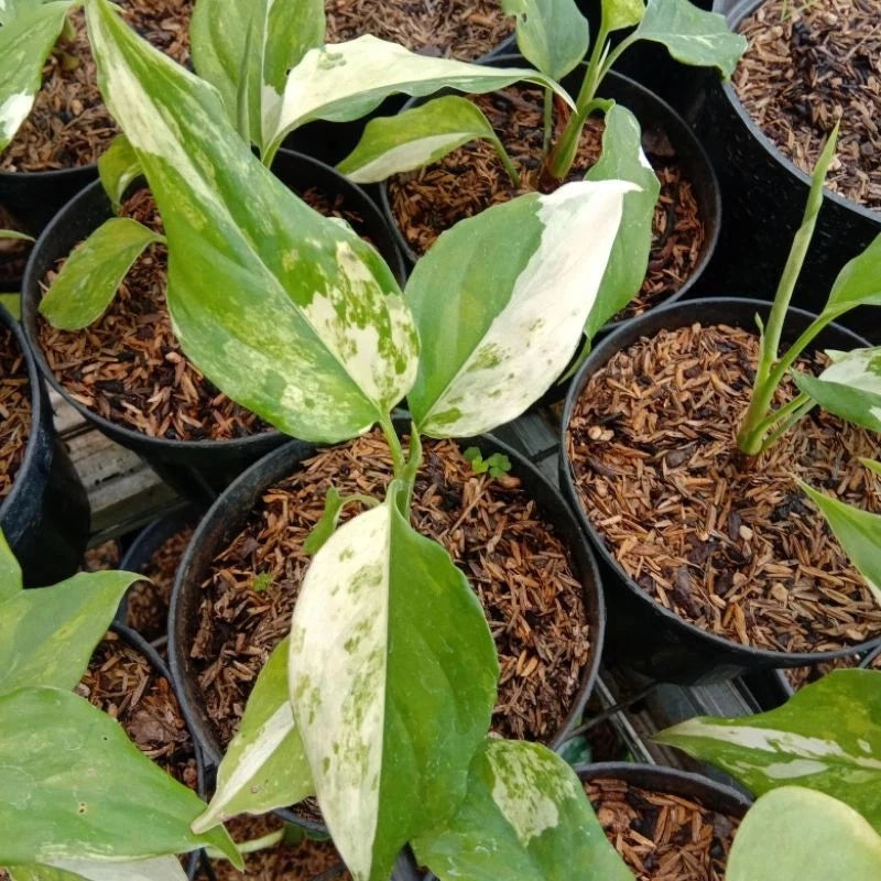Variegated Aglaonema plant in black pot with green and cream speckled leaves