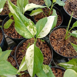 Aglaonema Modestum Variegated Ð Green Cream Foliage Live Plant Grow in Pot Green Plant