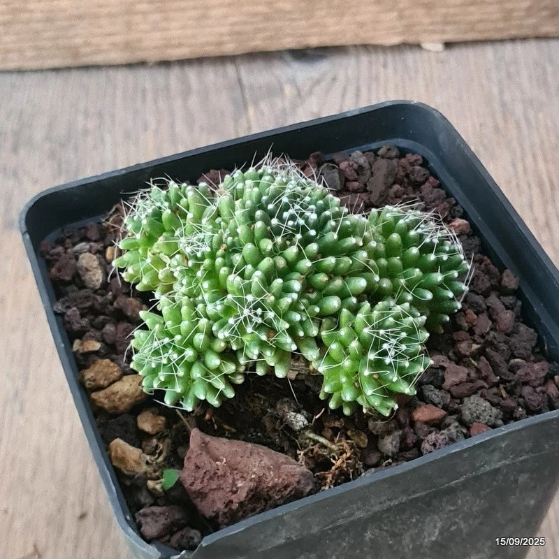 D6428 MAMMILLARIA PAINTHERII MONSTER pot9-H5-W7 cm MaMa Cactus Green Plant