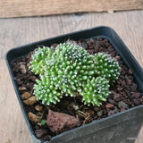 D6428 MAMMILLARIA PAINTHERII MONSTER pot9-H5-W7 cm MaMa Cactus Green Plant