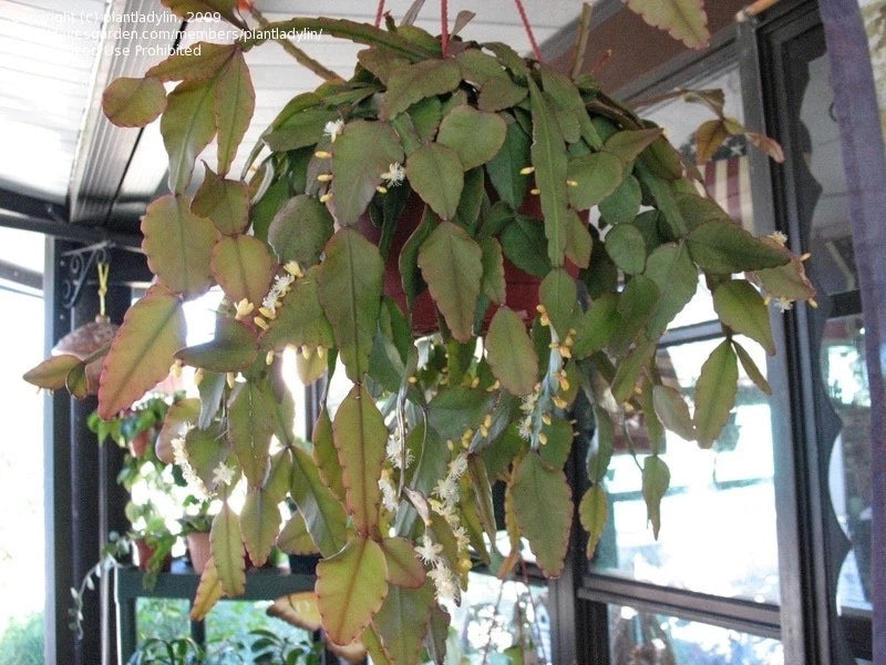 Hanging Epiphyllum and Rhipsalis elliptica cuttings with green, segmented stems