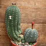 M84 MATUCANA MADISONIORUM VERY OLD pot17-H27-W23 cm MaMa Cactus Green Plant