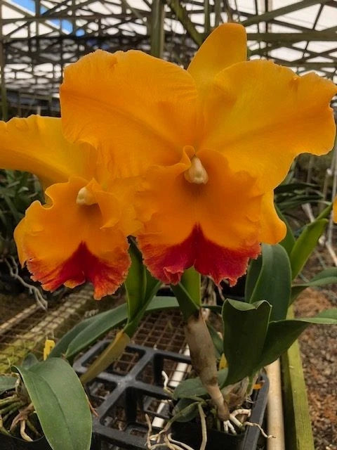 (164-3) Rlc.Yasuji Takasaki 'Hawaii'    young plant Orchids