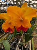 (164-3) Rlc.Yasuji Takasaki 'Hawaii'    young plant Orchids