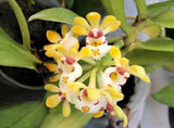 Gastrochilus Japonicus (The Yellow Pine Orchid), Bloom-ready Size, Wood Mount,to Orchids