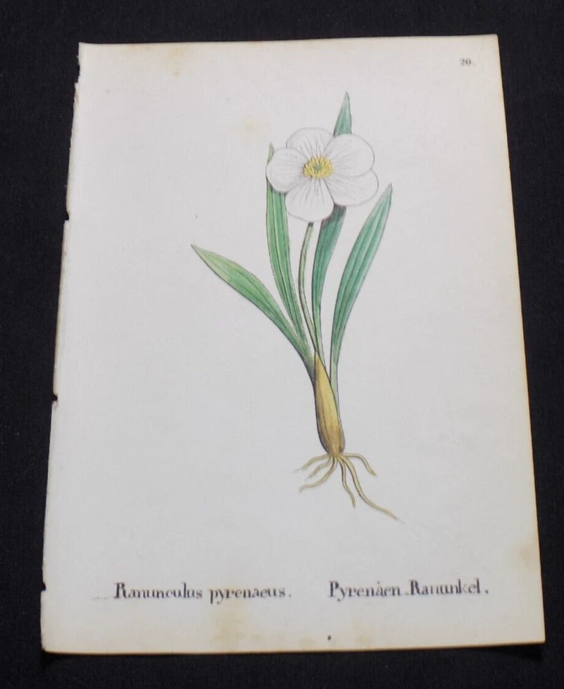 1867 ALPINE FLOWER Print  / PYRENEAN BUTTERCUP, RANUNCULUS PYRENAEUS Ranunculus
