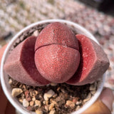 4-5CM Succulent Plant Pleiospilos Nelii Schwantes_Purple_Aizoaceae Home Garden Garden Plants