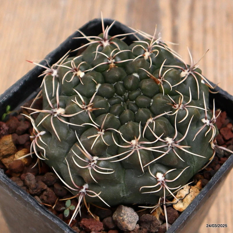 Potted Gymnocalycium cactus with round green stems and fine white spines