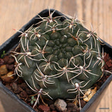 A2314 GYMNOCALYCIUM BALDIANUM pot7-H4-W7 cm MaMa Cactus Green Plant