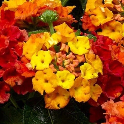 Live lantana plant plug with yellow-orange clustered flowers and green leaves