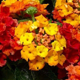 102 LANTANA BANDANA MANGO Live Plants Plugs Garden Planters AV Garden Plants