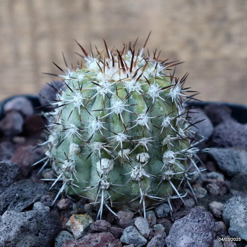 D3544 COPIAPOA CHANARALENSIS pot10-H6-W5 cm MaMa Cactus Green Plant