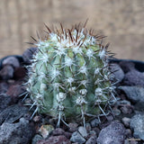 D3544 COPIAPOA CHANARALENSIS pot10-H6-W5 cm MaMa Cactus Green Plant