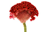 100 CORAL GARDENS Mix CELOSIA Cockscomb Celosia Argentea Cristata Flower Seeds Garden Plants