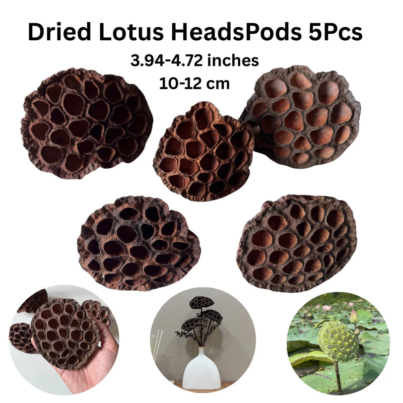 Home Decor Dried Brown Lotus Head Without Stems Craft Art 5 Pcs (3.94-4.72 inch) Dried Flower
