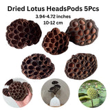 Home Decor Dried Brown Lotus Head Without Stems Craft Art 5 Pcs (3.94-4.72 inch) Dried Flower