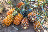 15+ Pernambuco Pineapple Seeds for Garden Planting - USA - FREE SHIPPING! Garden Plants