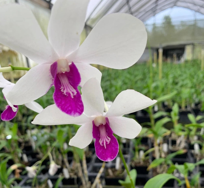White dendrobium orchid flowers with purple-magenta centers and ruffled throats