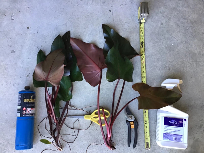 Philodendron cutting houseplant with dark green leaves and burgundy stems