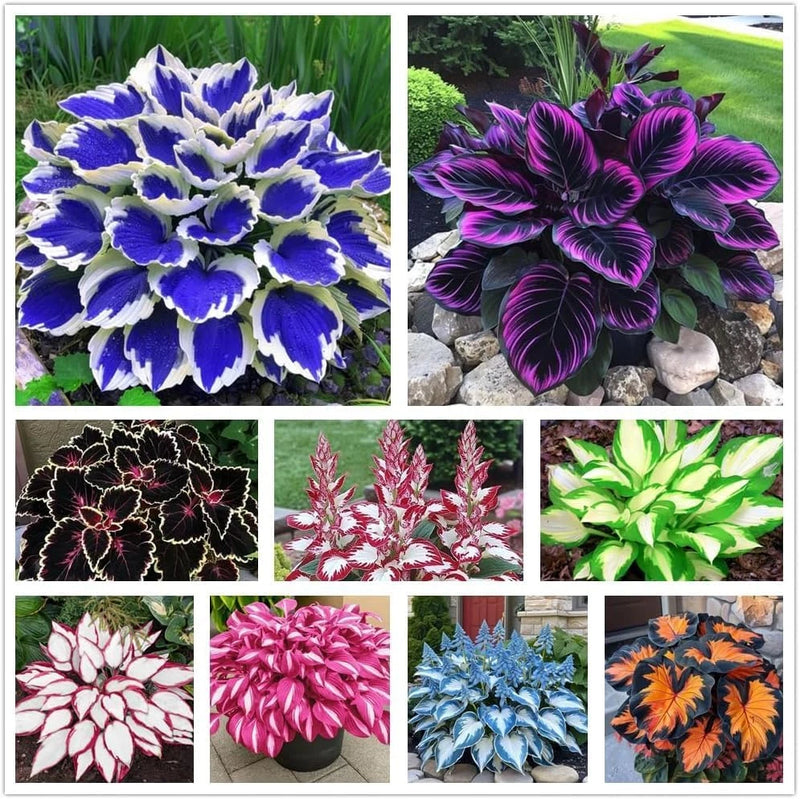 100+ Hosta Seeds for Planting Outdoors, Mixed Color Rare Perennial Flower Seeds, Lily