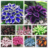 100+ Hosta Seeds for Planting Outdoors, Mixed Color Rare Perennial Flower Seeds, Lily