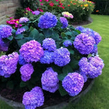 25 Blue Pink Purple Hydrangea - Beautiful and Hardy Perennial Flowers Hydrangea