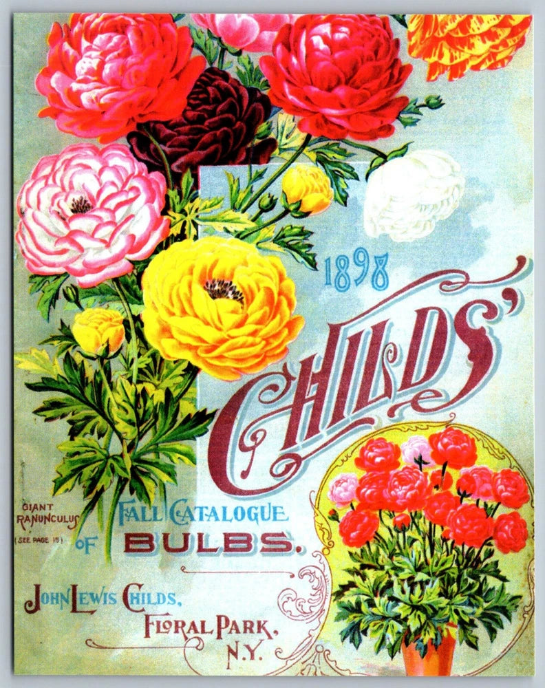 Postcard Art Giant Ranunculus Vintage Flower Catalog Cover REPRODUCTION F13 Ranunculus