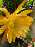 25+ SEEDS Epiphyllum Orchid Cactus BOLD GOLD x SONOMA SUNSHINE Orchids