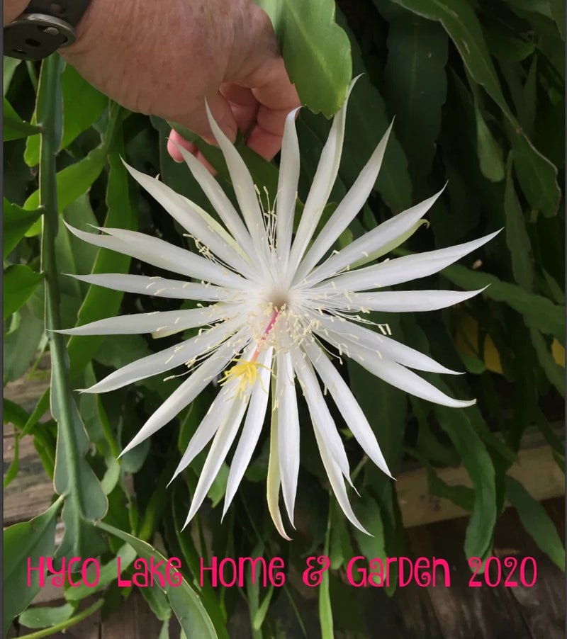 White night-blooming orchid cactus flower with long narrow petals and yellow center