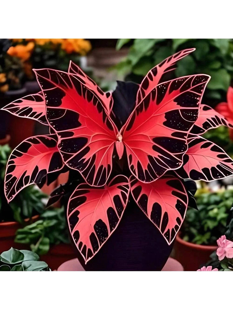 200 Butterfly Lily Seeds For Courtyard Planting, Drought-Resistant, Cold Flowering Plants