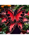200 Butterfly Lily Seeds For Courtyard Planting, Drought-Resistant, Cold Flowering Plants