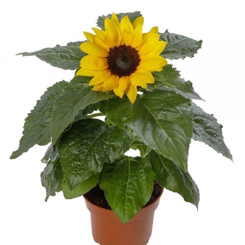 Sunflower Seeds Helianthus Solsation¨ Yellow 25 Flower Seeds Sunflower