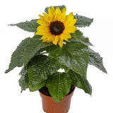 Sunflower Seeds Helianthus Solsation¨ Yellow 25 Flower Seeds Sunflower