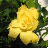 20 SEEDS sun yellow GARDENIA fragrant rare flower exotic garden plant USA Seller Garden Plants
