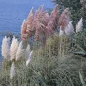 Cortaderia selloana Pampas Grass Mix    1,000 seeds Pampas Grass