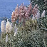 Cortaderia selloana Pampas Grass Mix    1,000 seeds Pampas Grass