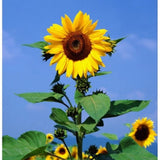 SUNFLOWER, MAMMOTH GREY STRIPE 500 SEEDS  NEWLY HARVESTED, 8-12 FOOT TALL Sunflower