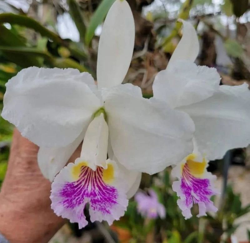White Cattleya orchid with purple streaked lip and yellow accents