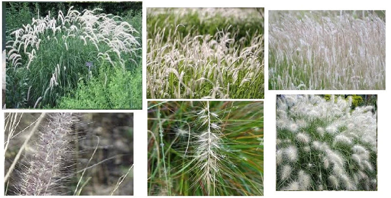 Beautiful Pure * White *  WILD Fountain Mountain  Grass 50 Seeds USA Seller Pampas Grass