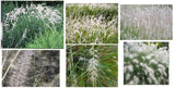 Beautiful Pure * White *  WILD Fountain Mountain  Grass 50 Seeds USA Seller Pampas Grass
