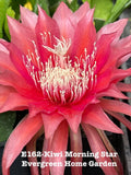 Rooted Epiphyllum Orchid Cactus ÒKiwi Morning StarÓ Growing In 4Ó Starter pot. Orchids