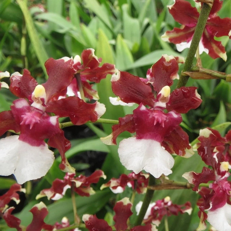 Oncidium Aka Baby 'Raspberry Chocolate' Comes in 4" Pot Orchids